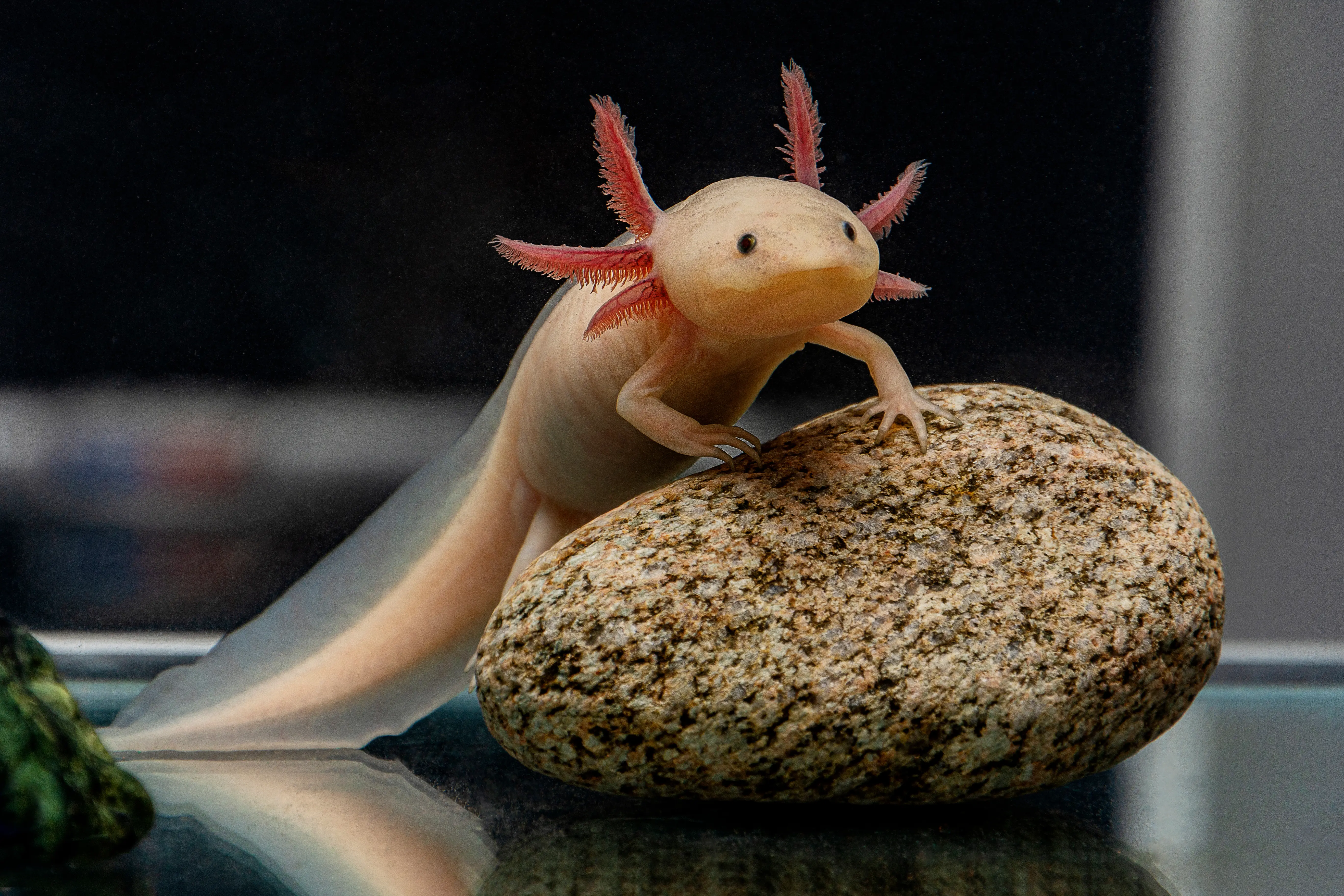 Axolotl Weissling auf einem rundlichen Stein