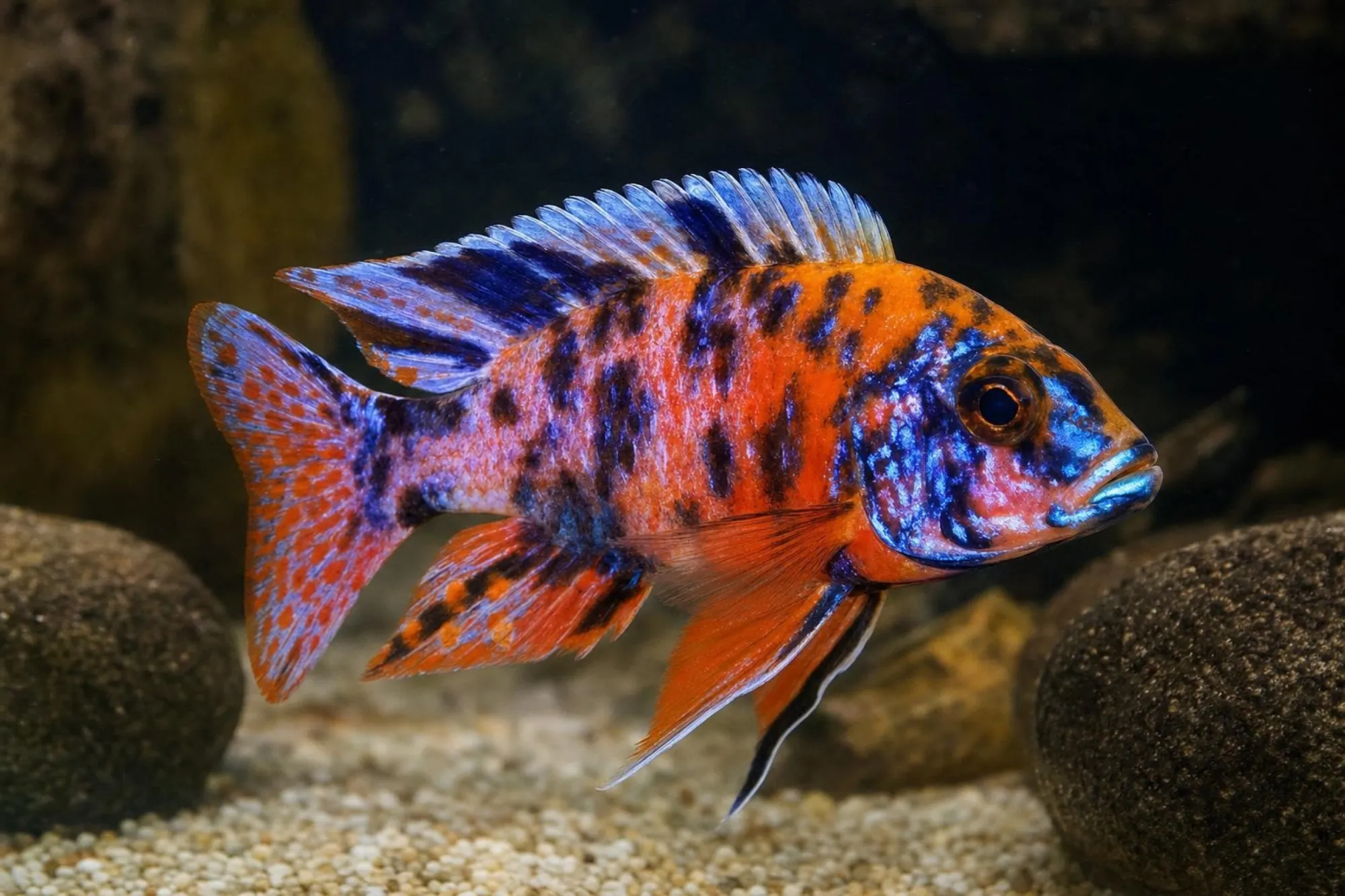 Kaiserbuntbarsch „Orange Blue Calico“, Aulonocara sp.