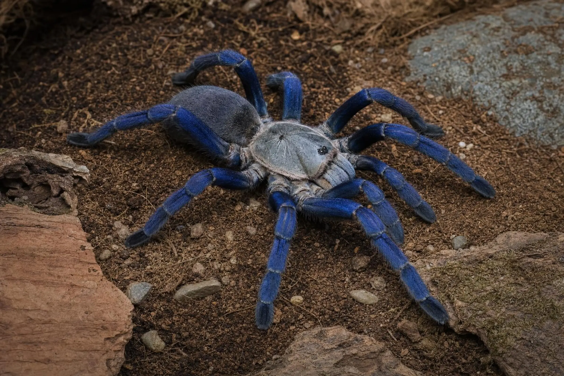 Kobaltblaue Vogelspinne, Haplopelma lividum