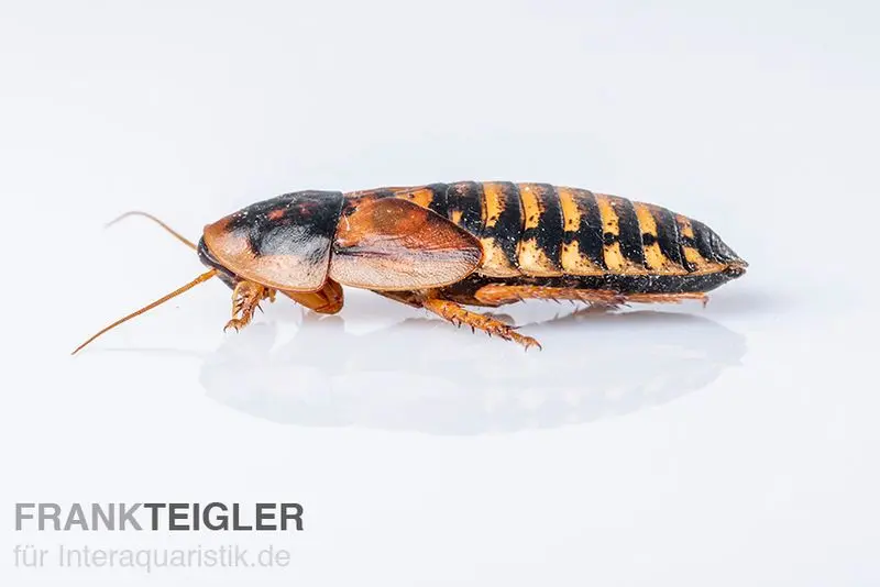 Argentinische Schaben, Blaptica dubia, mittel, 100 Stück lose