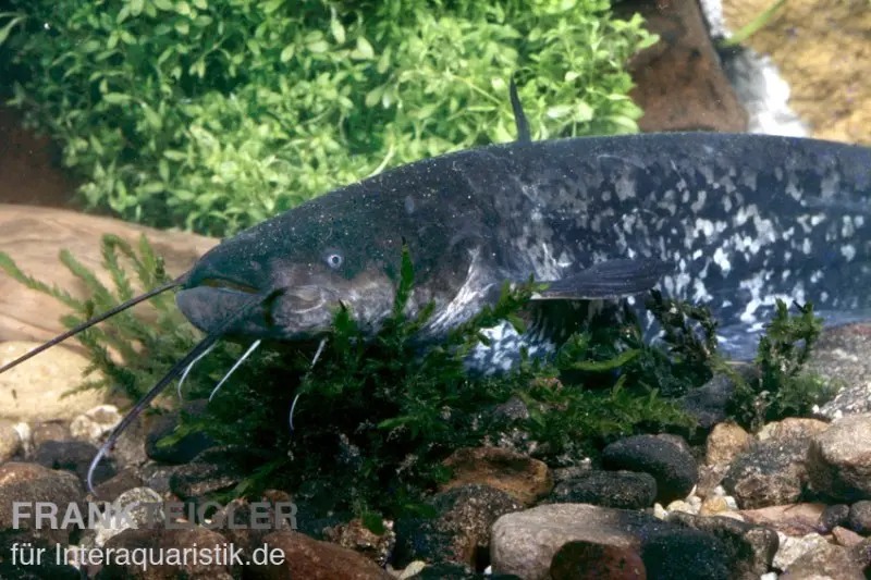 Flusswels, Silurus glanis, Waller, 20-25 cm (Kaltwasser)