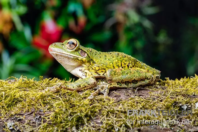 Karibik-Laubfrosch, Osteopilus septentrionalis