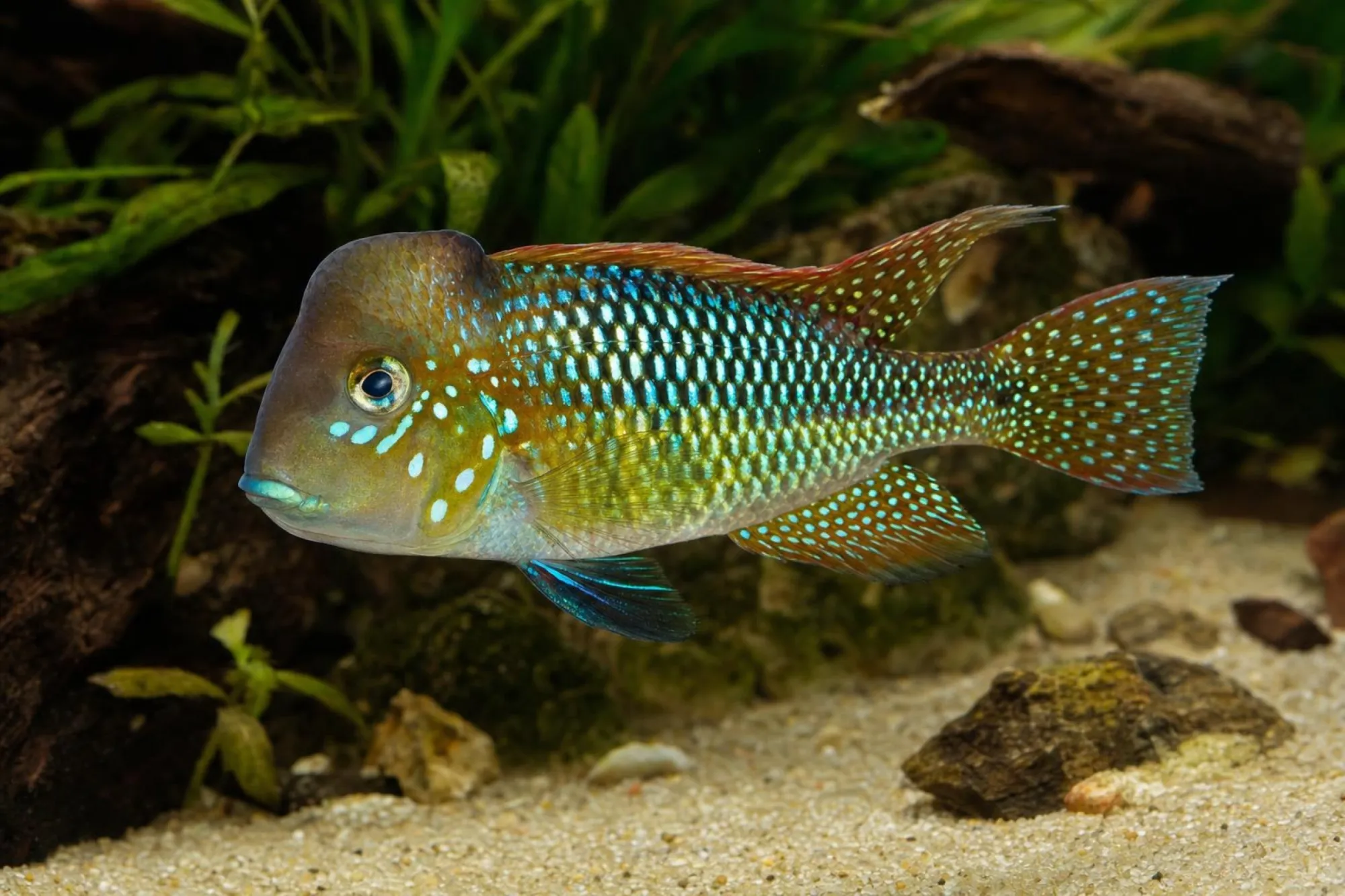 Regenbogen-Buckelkopf-Erdfresser, Gymnogeophagus lipokarenos, ca. 6,0-8,0 cm