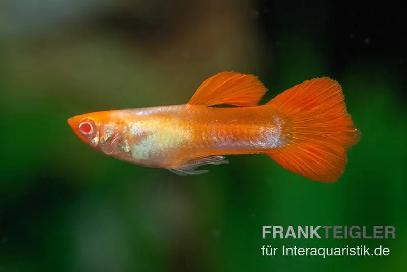 Guppy albino Koi, Poecilia reticulata, paarweise