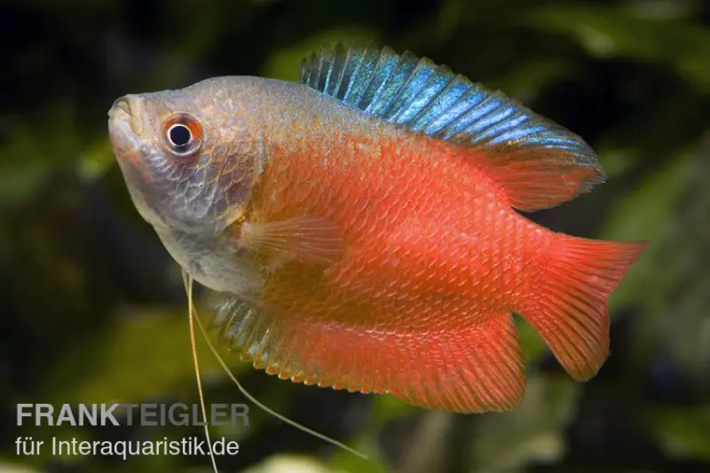 Zwergfadenfisch rot, Colisa lalia (Trichogaster lalius)
