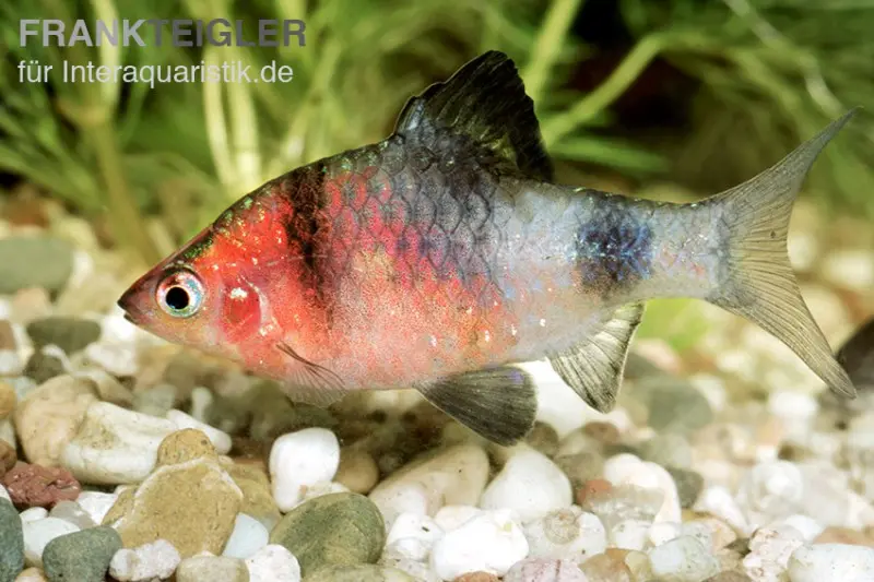 Purpurkopfbarbe, Puntius nigrofasciatus (Pethia nigrofasciata)