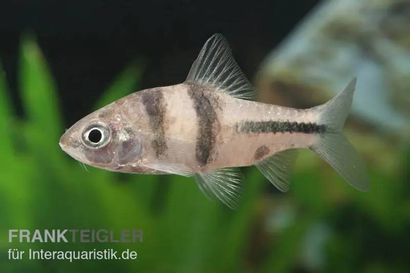 Schwarzbandbarbe, Barbus lateristriga, 5-7 cm