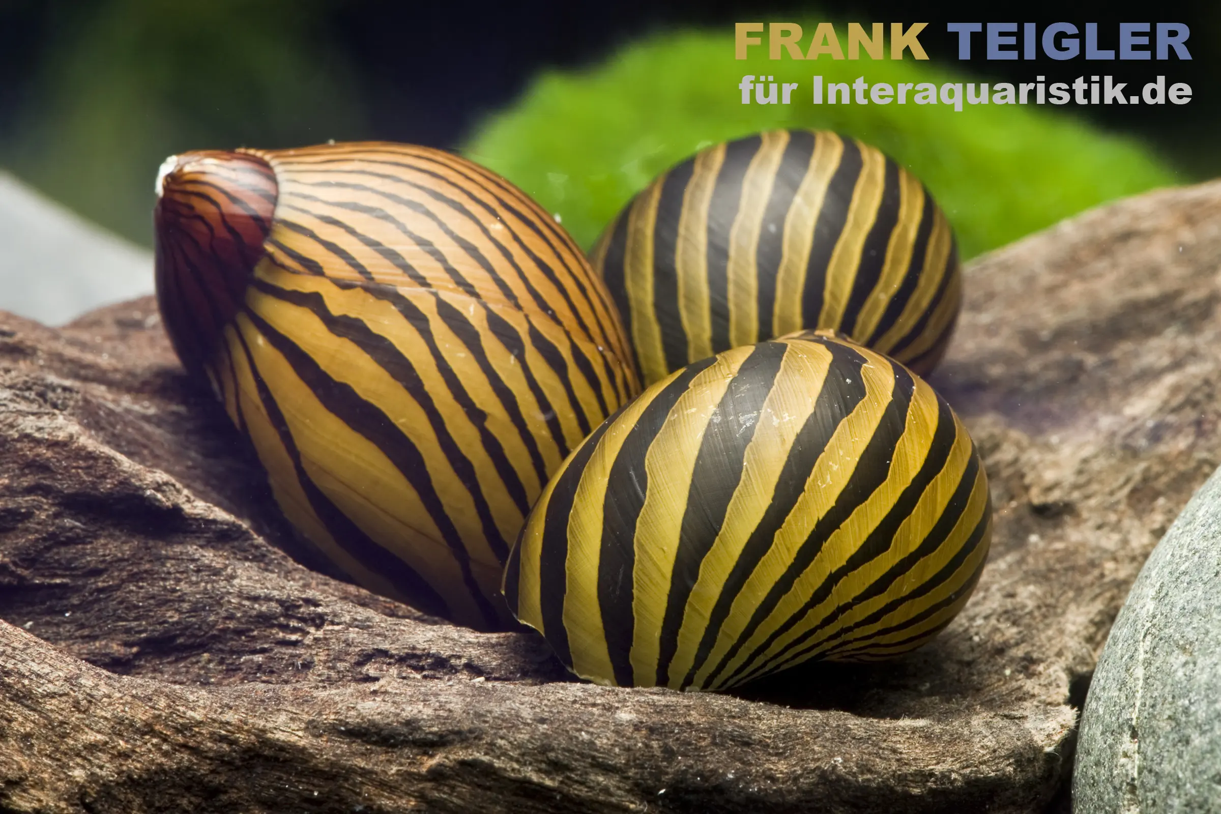 Zebra-Rennschnecke, Neritina natalensis