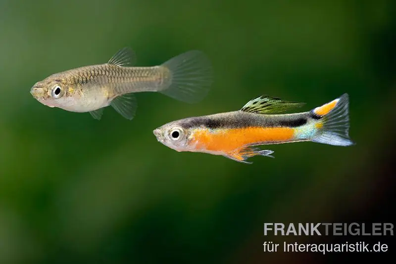 Endler Guppy "Bleeding Heart", Poecilia wingei, DNZ, paarweise