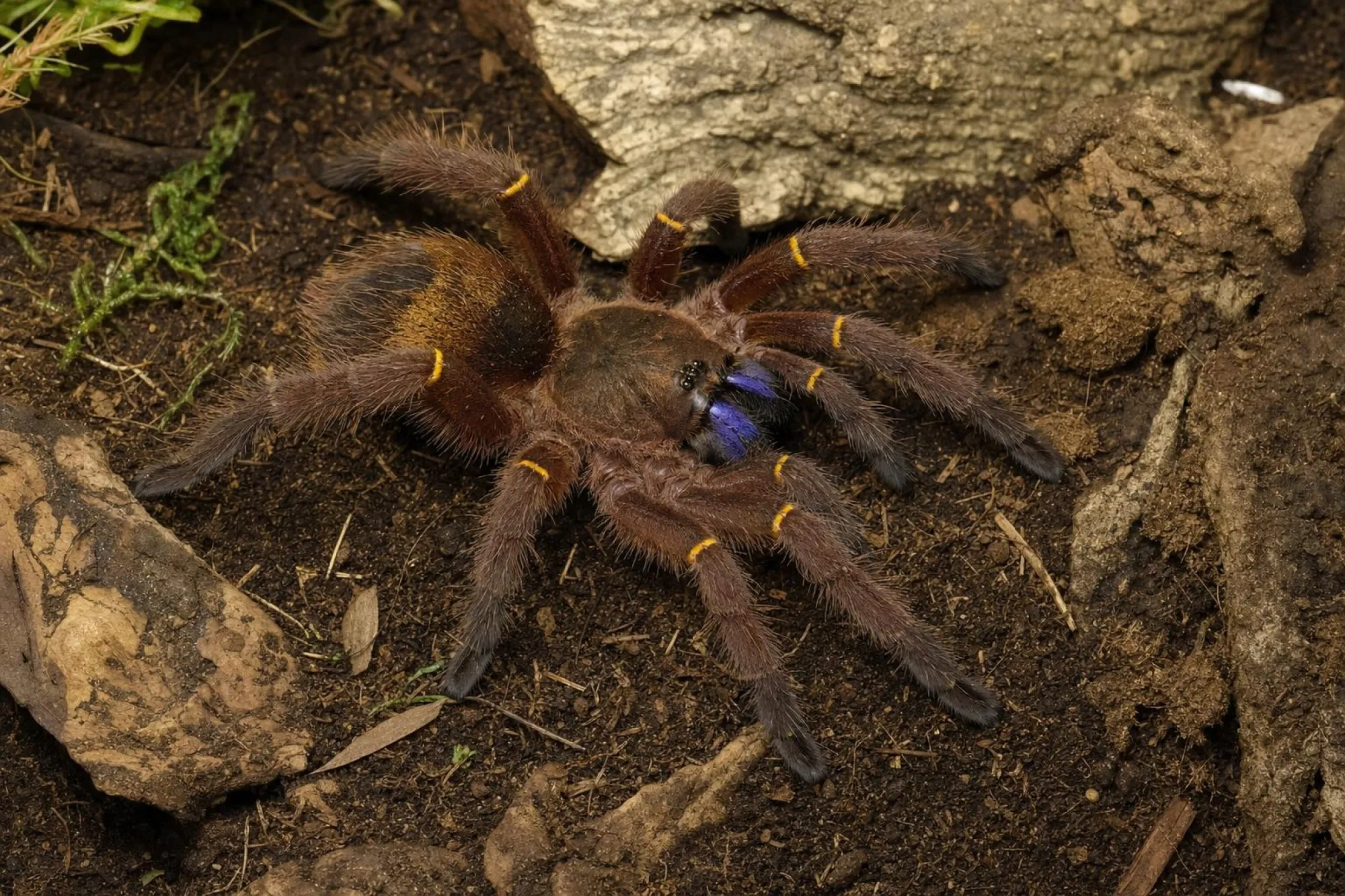 Blauzahn-Vogelspinne, Ephebopus cyanognathus