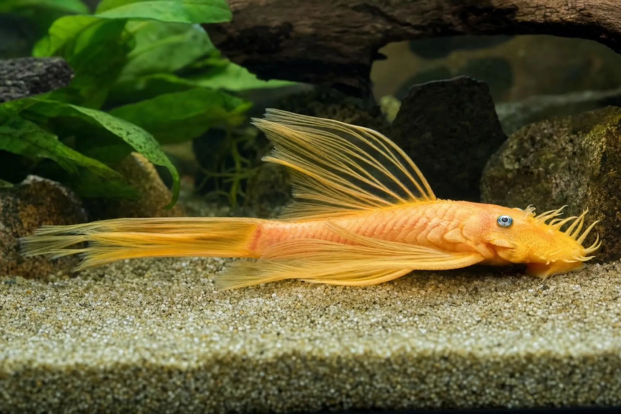 Antennenwels „L144 Long Fin Blue Eye“, Ancistrus sp.