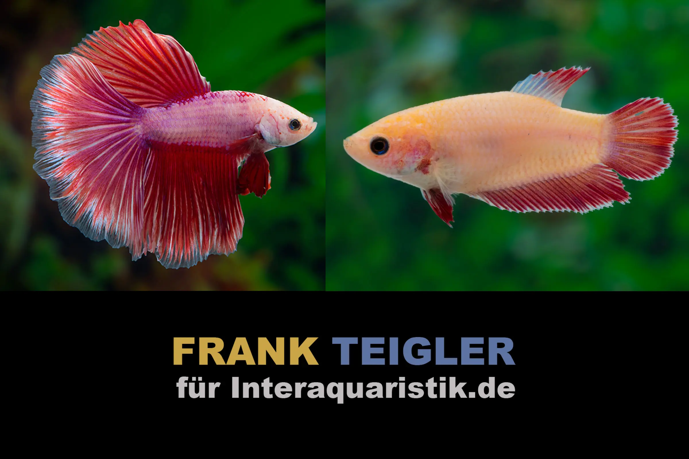Paar: Halfmoon Kampffisch Lavender, Betta splendens