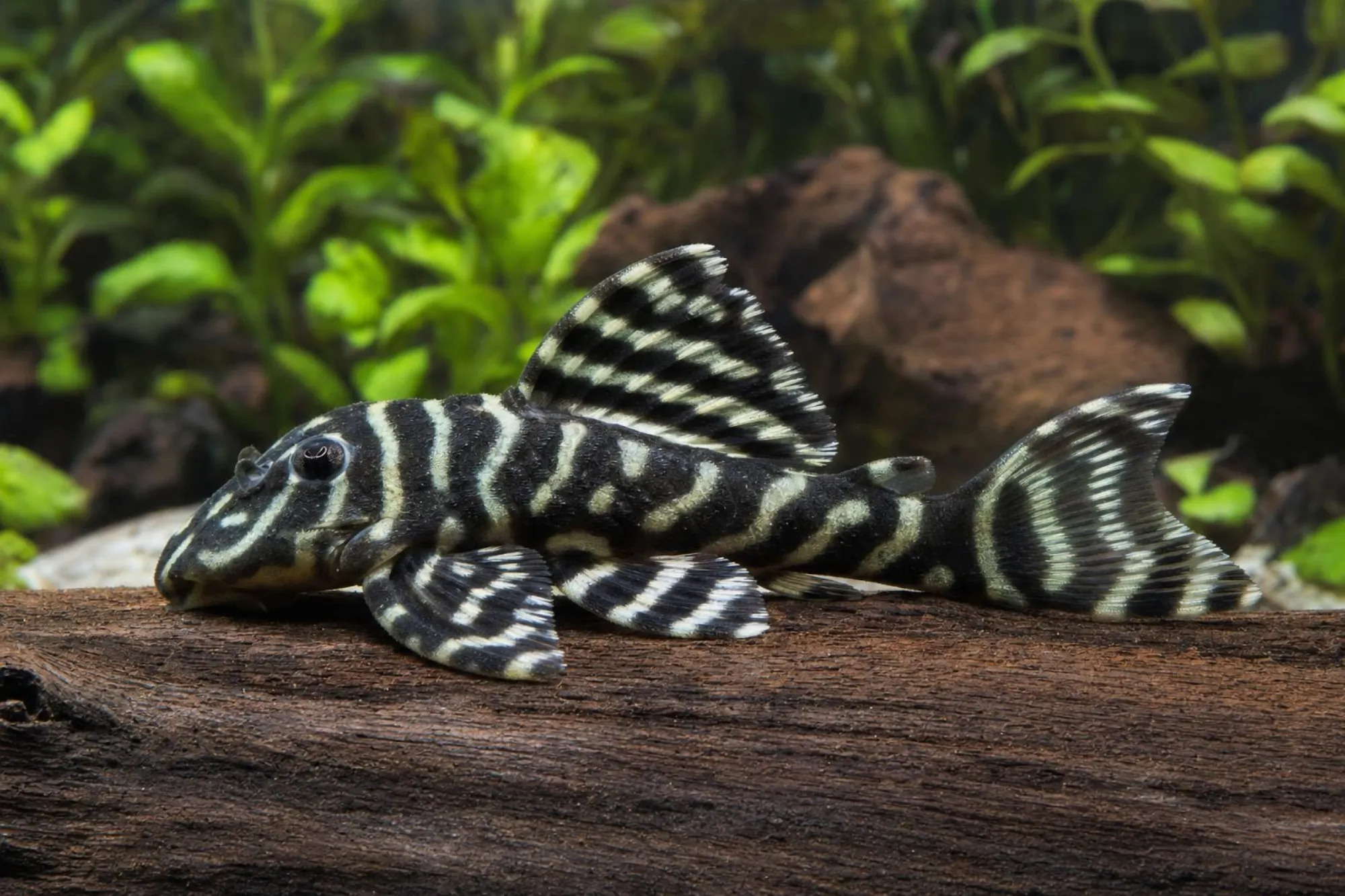 L340 Mega-Clown-Harnischwels, Hypancistrus sp.