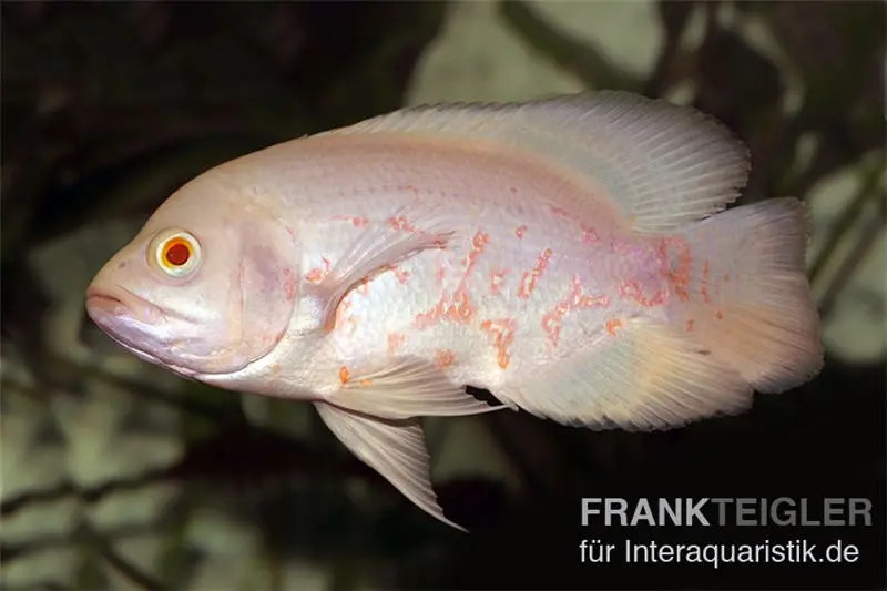 Roter Albino Oscar, Pfauenaugenbuntbarsch, Astronotus ocellatus