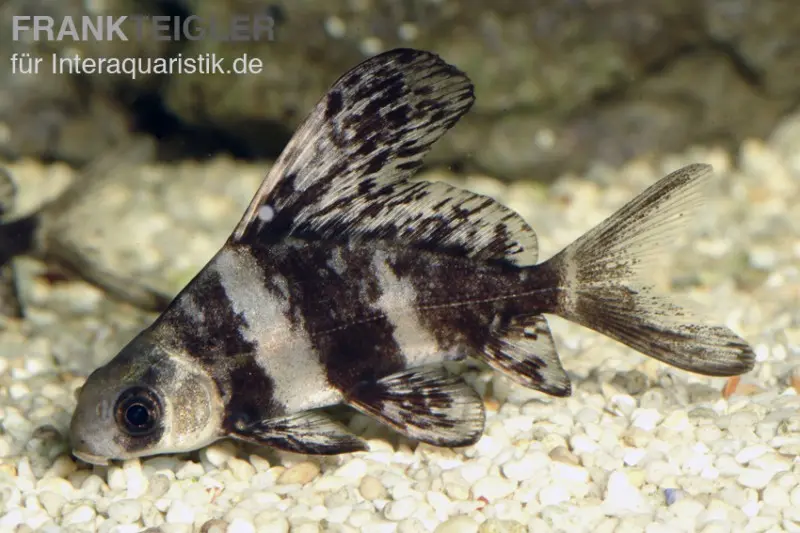 Wimpelkarpfen, Myxocyprinus asiaticus (Kaltwasser & Warmwasser), verschiedene Größen