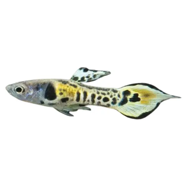 Endler-Guppys