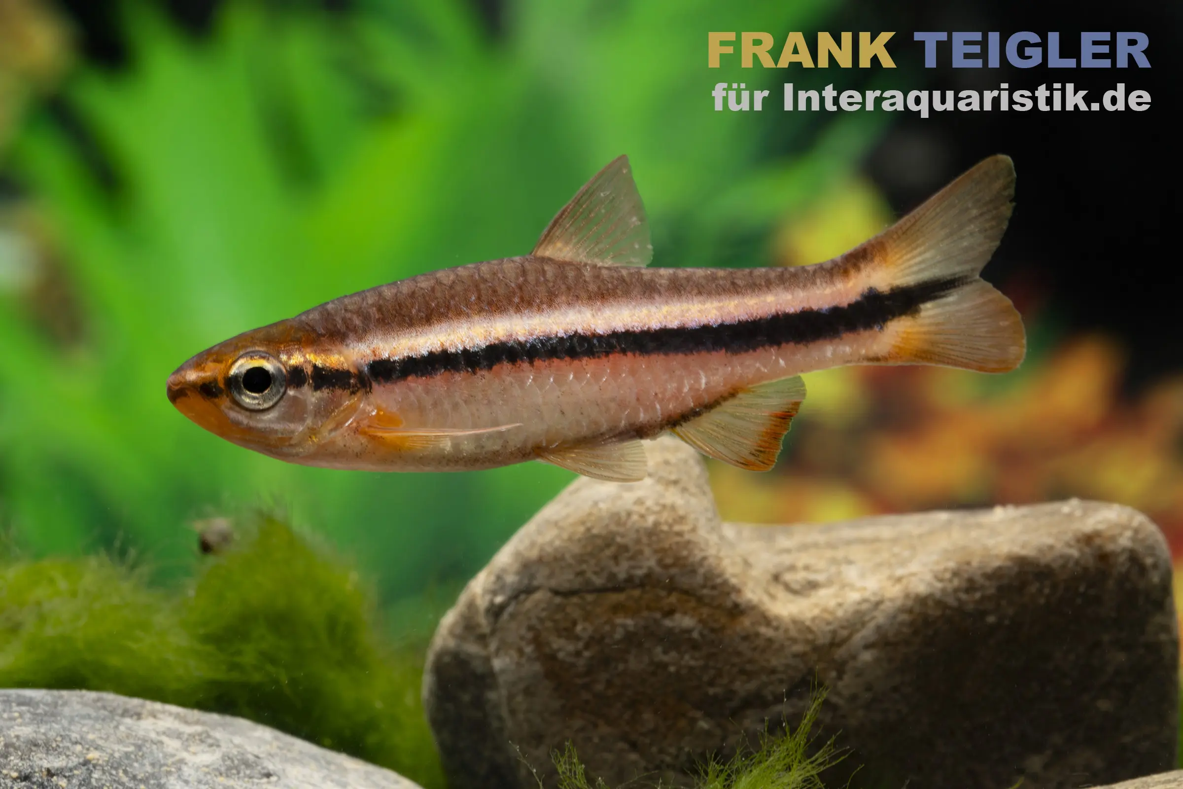 Belitung-Rasbora, Rasbora cf. patrickyapi "Belitung"