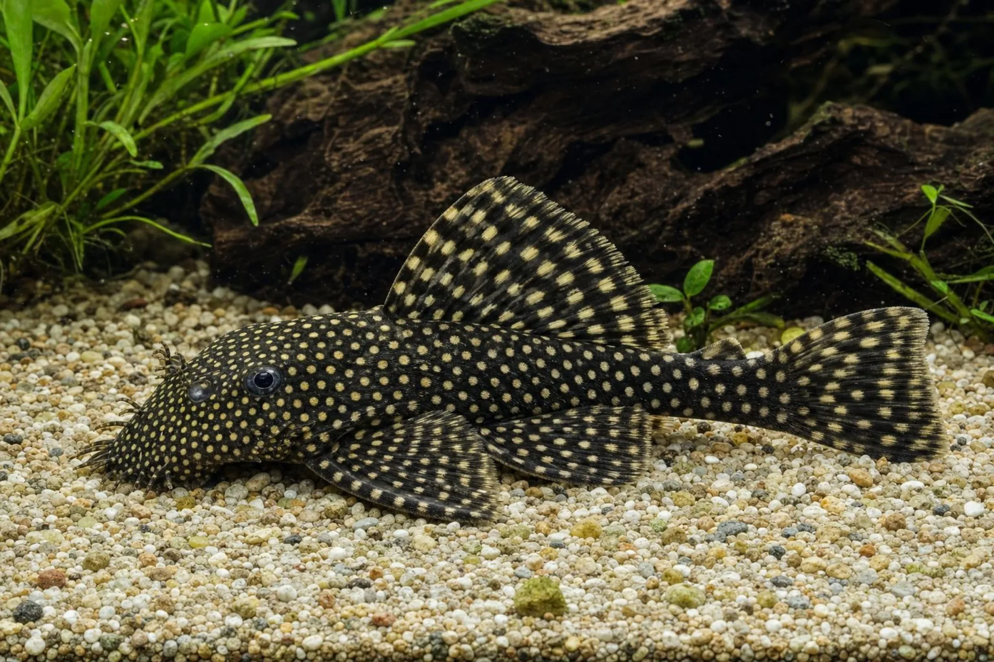 Antennenwels „L144 Black Eye“, Ancistrus sp.