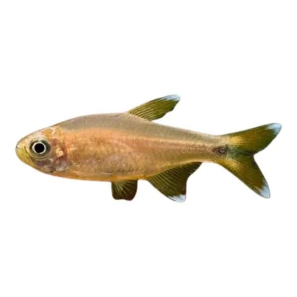 Südamerikanische Salmler