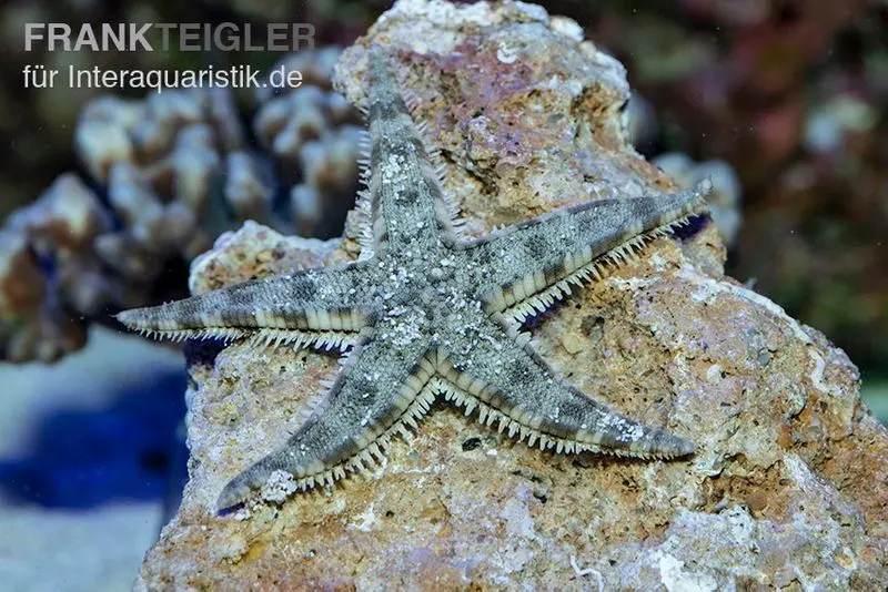 Grabender Seestern, Archaster typicus