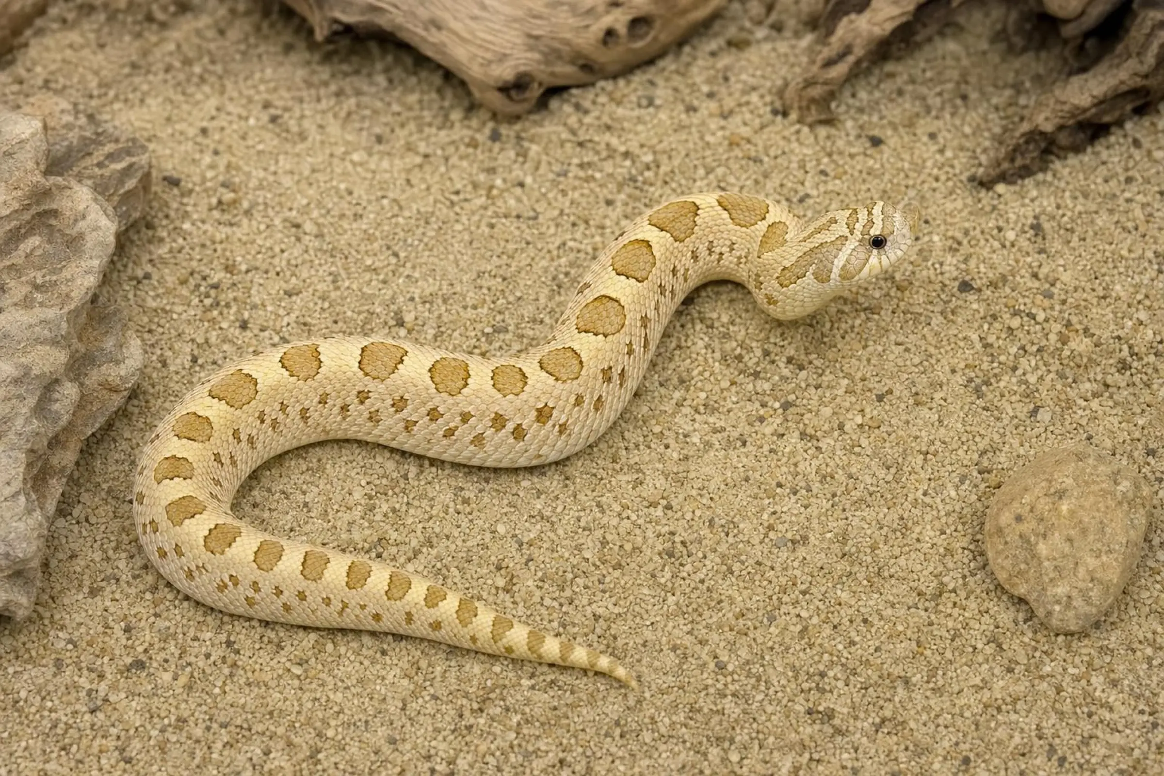 Westliche Hakennasennatter „Lemon Ghost“ – NZ klein, Heterodon nasicus