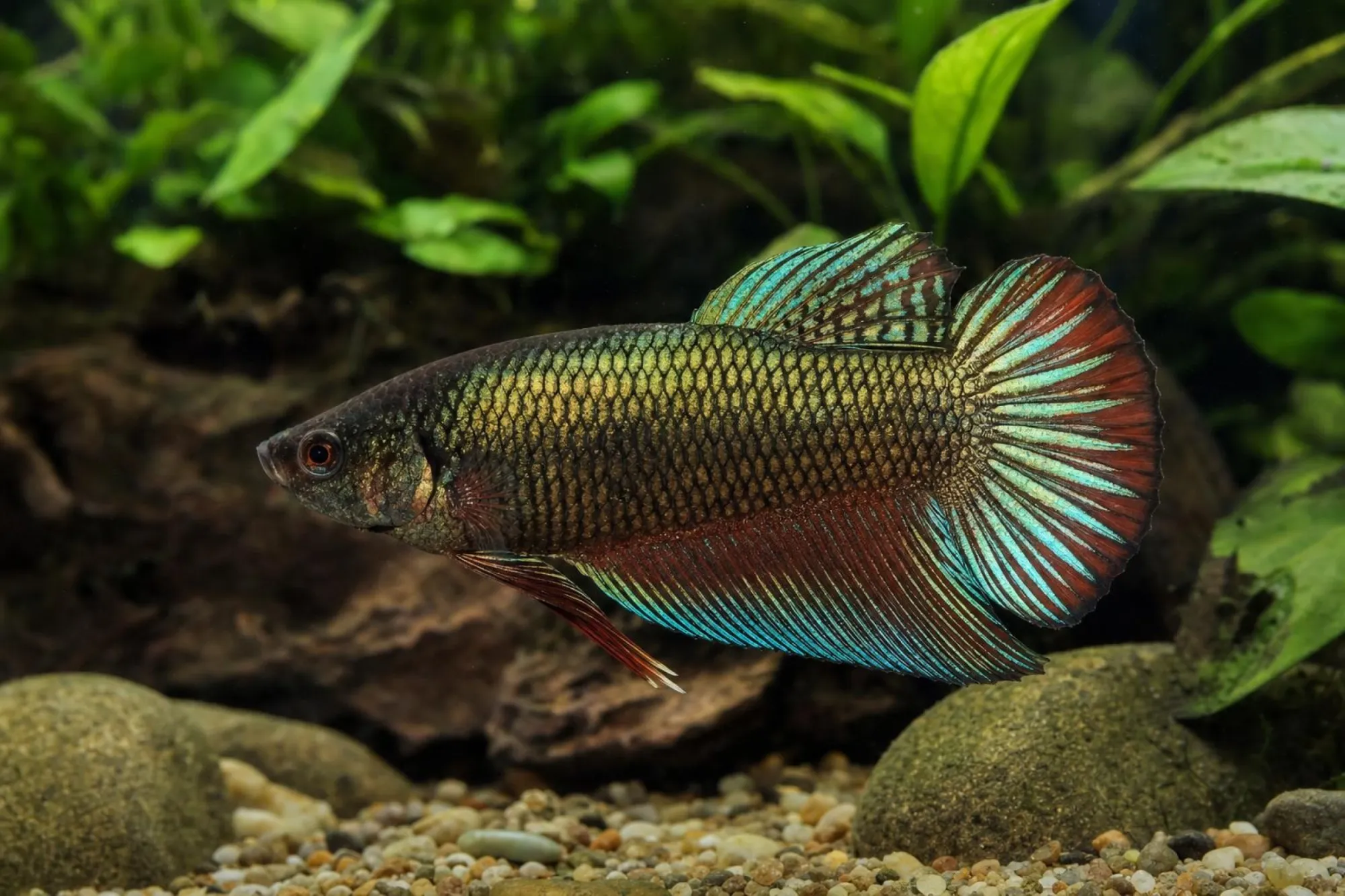 Alien-Kampffisch Kupfer-Gold, Weibchen, Betta sp.