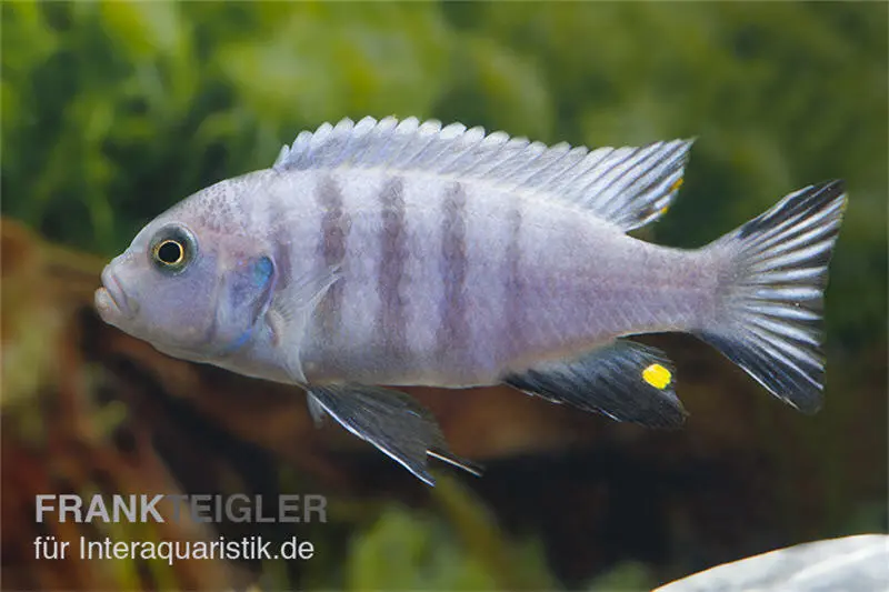Sechsstreifen-Tilapia Weiß, Cynotilapia afra White, 4-5 cm