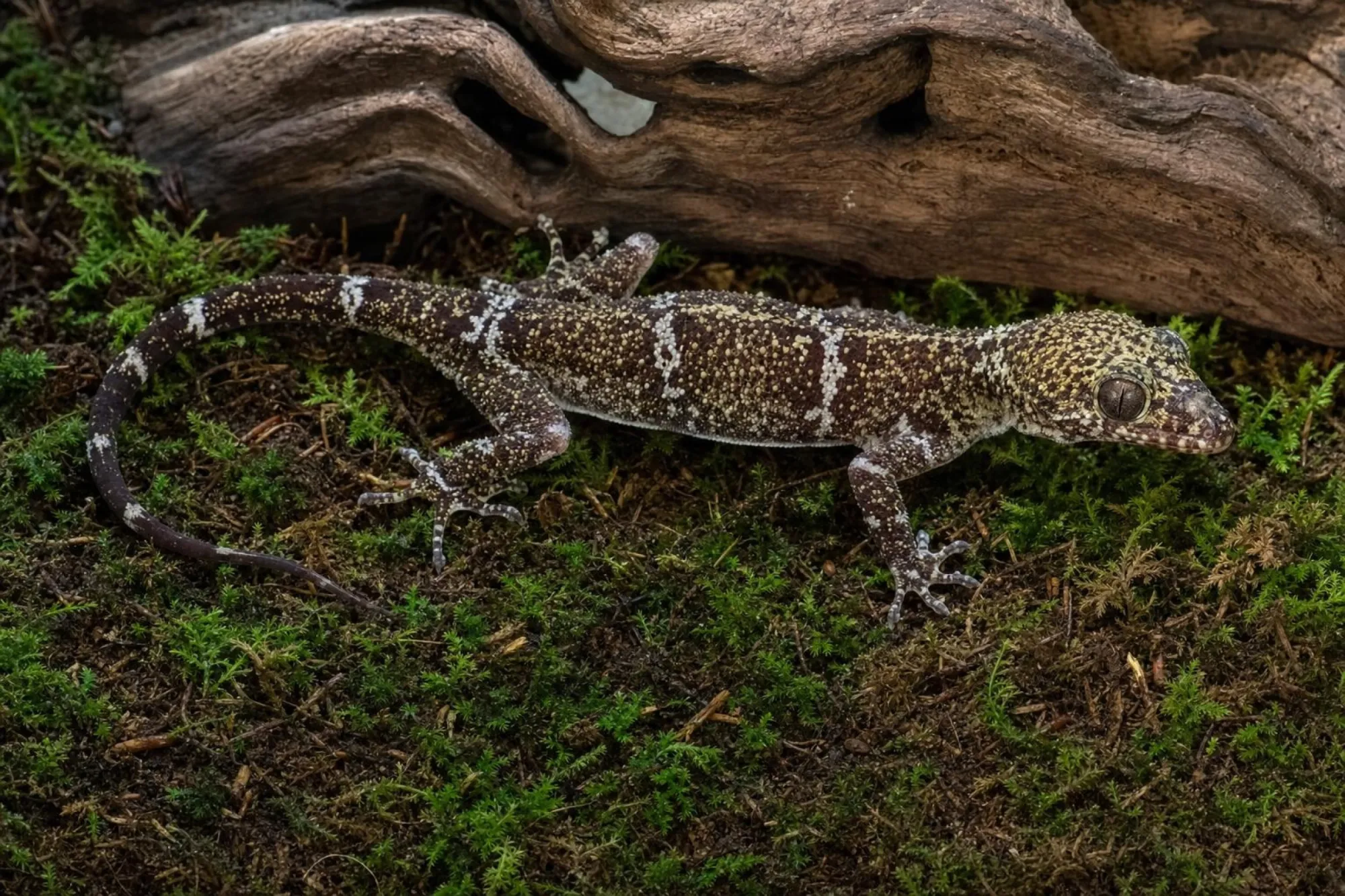 Weißaugen-Bogenfingergecko, Cyrtodactylus elok