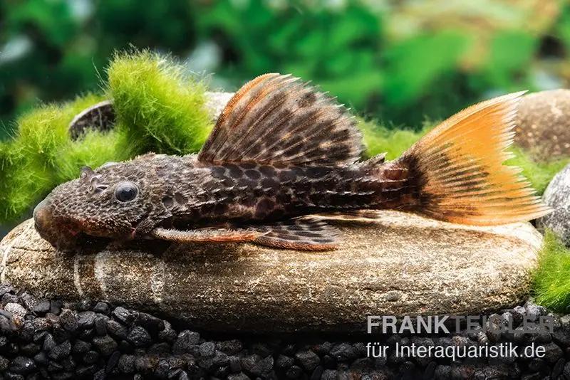 Leopard-Kaktuswels, L114, LDA 7, L427 Pseudacanthicus cf. leopardus, 6-8 cm