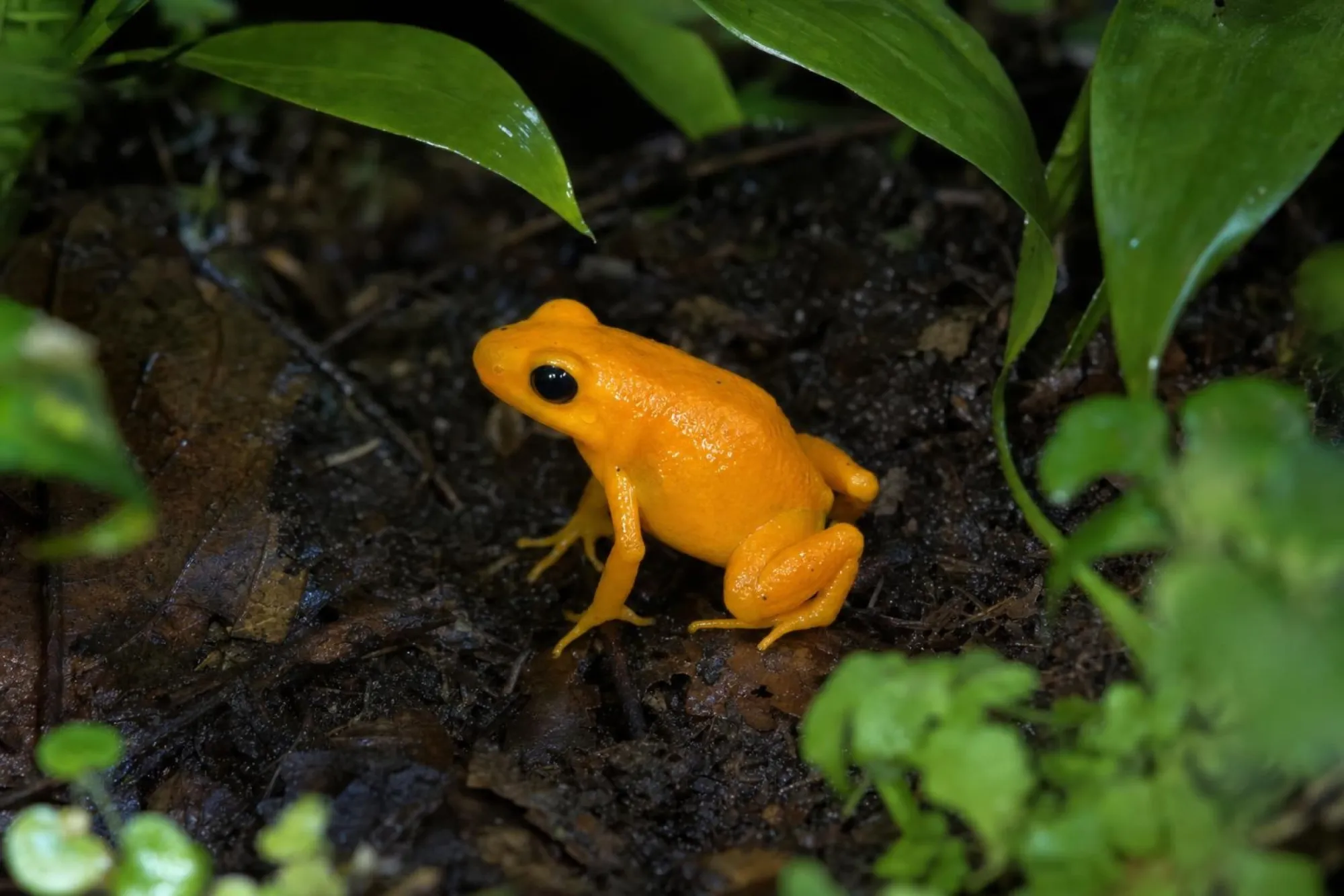 Goldfröschchen, Mantella aurantiaca