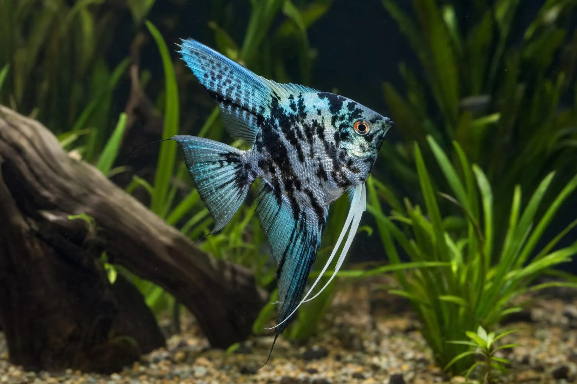 Blaumarmor-Skalar „Marble Blue“, Pterophyllum scalare, ca. 4,0 cm