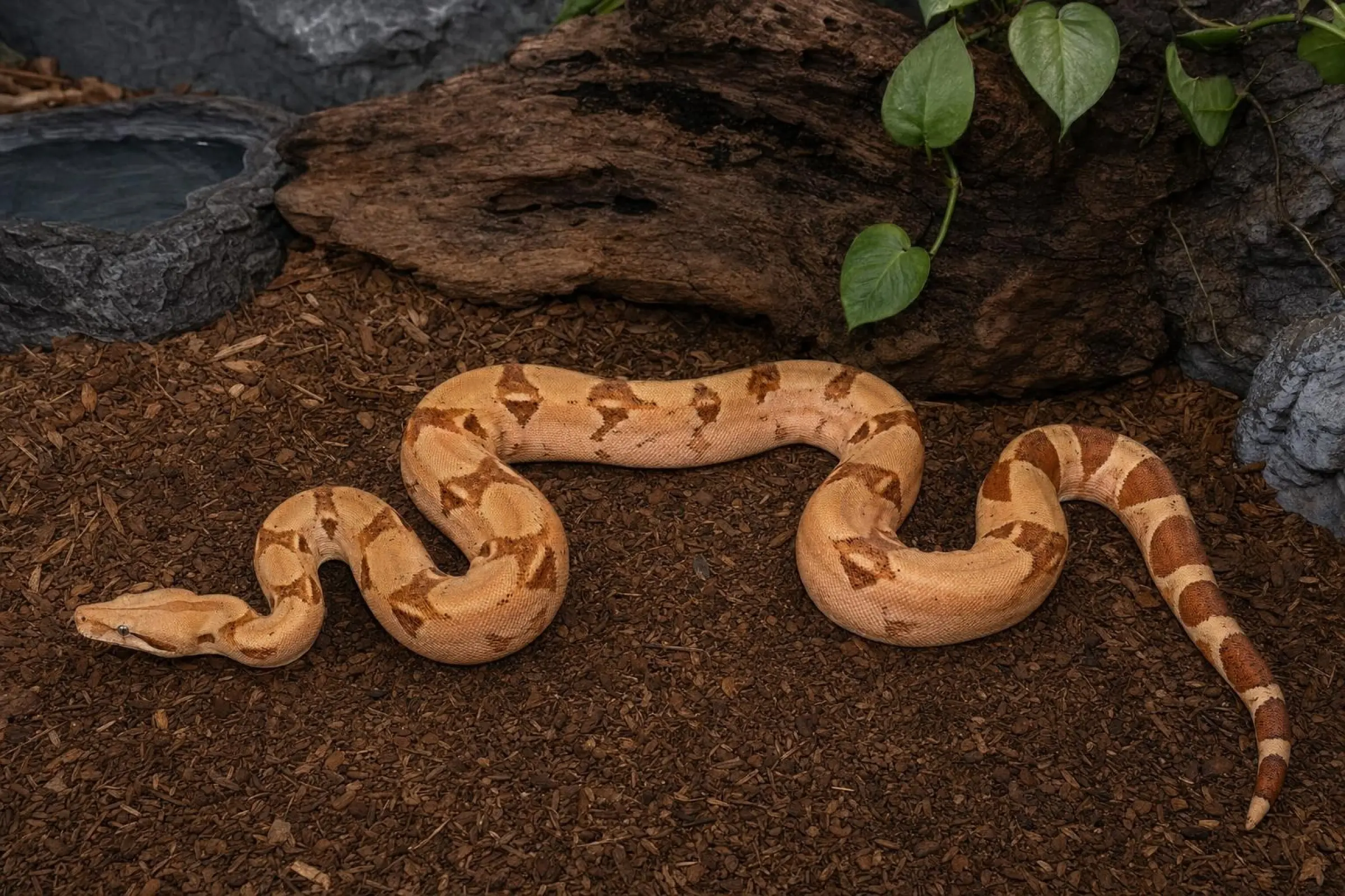 Fire-Abgottschlange, Nachzucht 2025, Boa constrictor