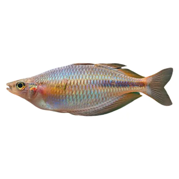Regenbogenfische