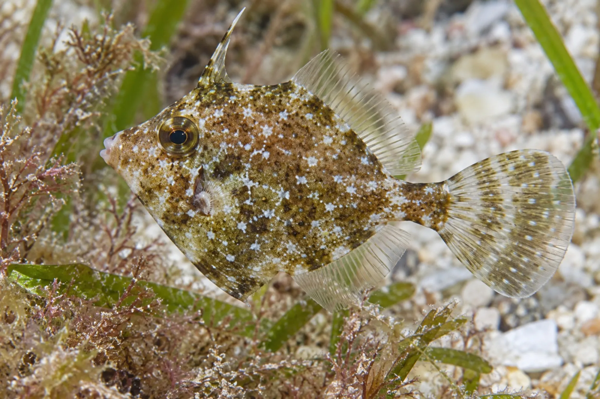 Diamant Feilenfisch NZ, Rudarius ercodes