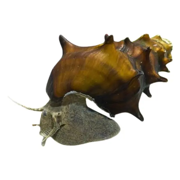 Brotia Schnecken kategoriebild