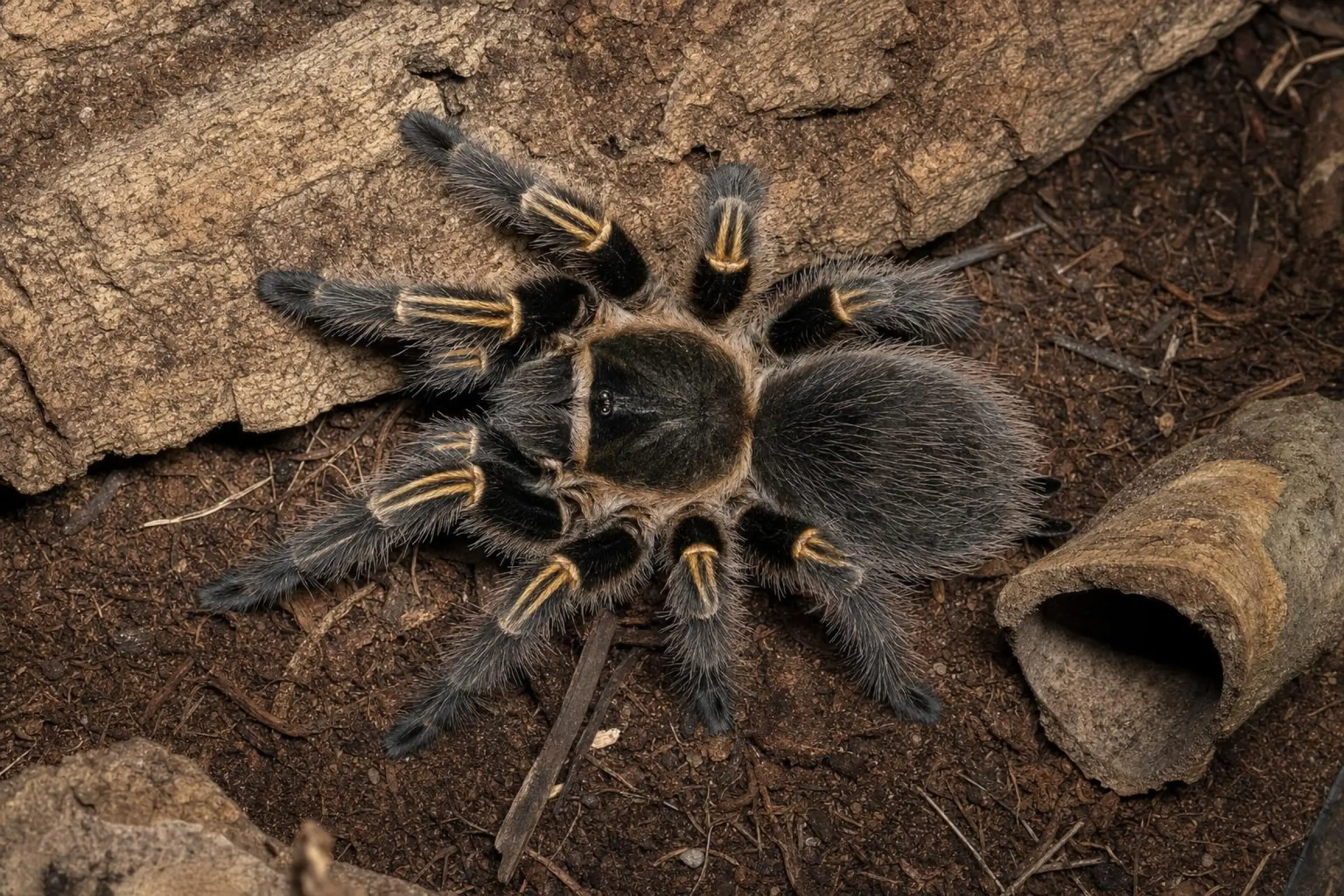 Chaco-Goldknievogelspinne, Grammostola pulchripes