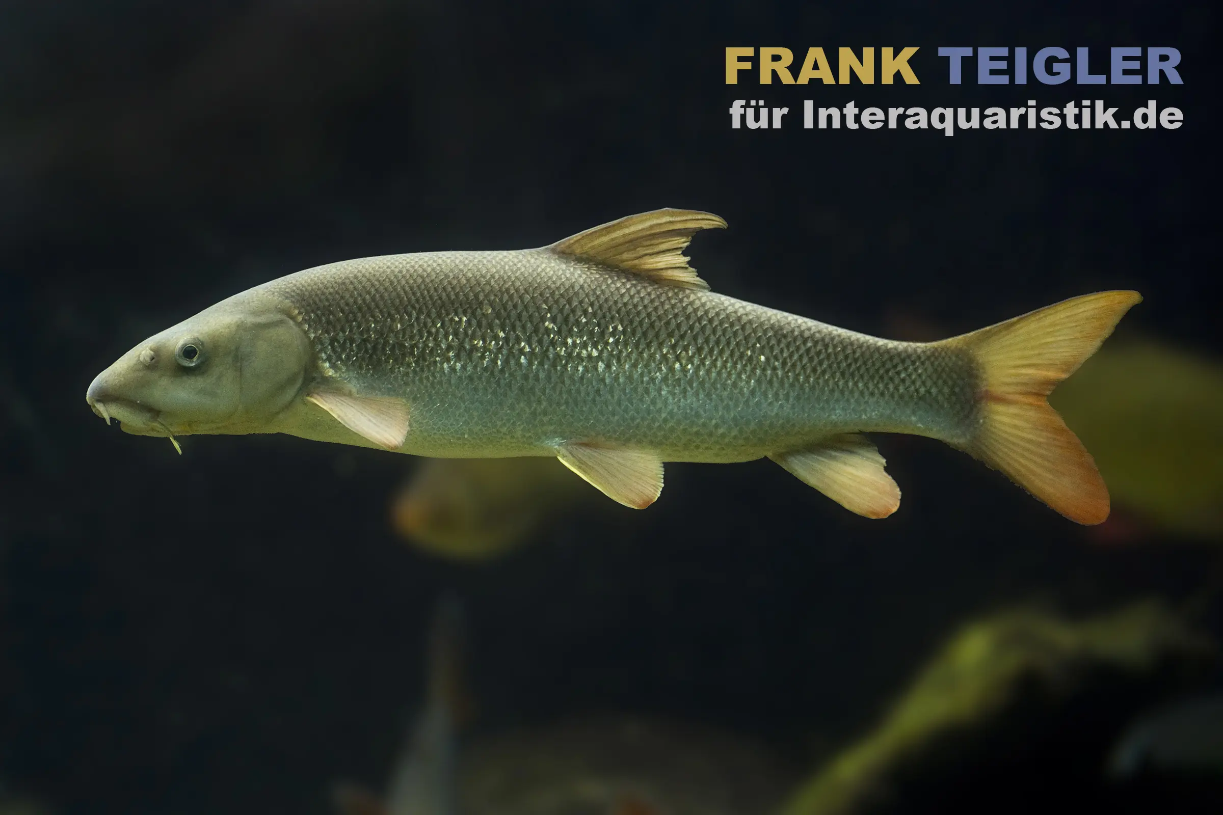 Großer silbrig-grüner Süßwasserfisch seitlich im Aquarium vor dunklem Hintergrund, orange Flossen; rechte Bildhälfte zeigt den Werbetext 'für interaquaristik.live'
