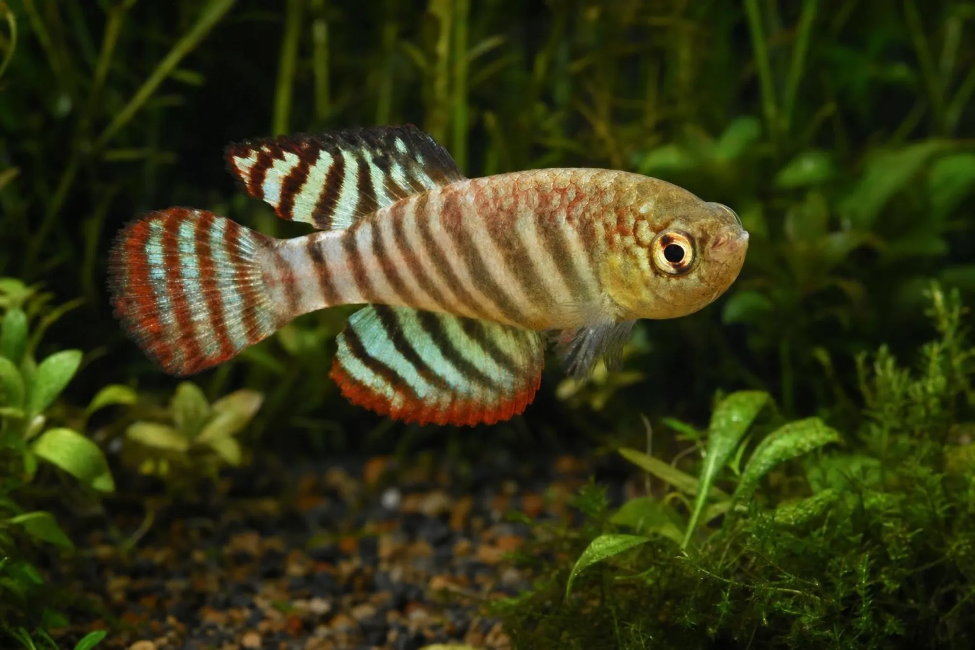 Brasilianischer Saisonkillifisch „Unai“, Hypsolebias sp.