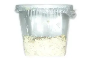 Mikrowürmer, Panagrellus redivivus, Zuchtansatz, 250 ml