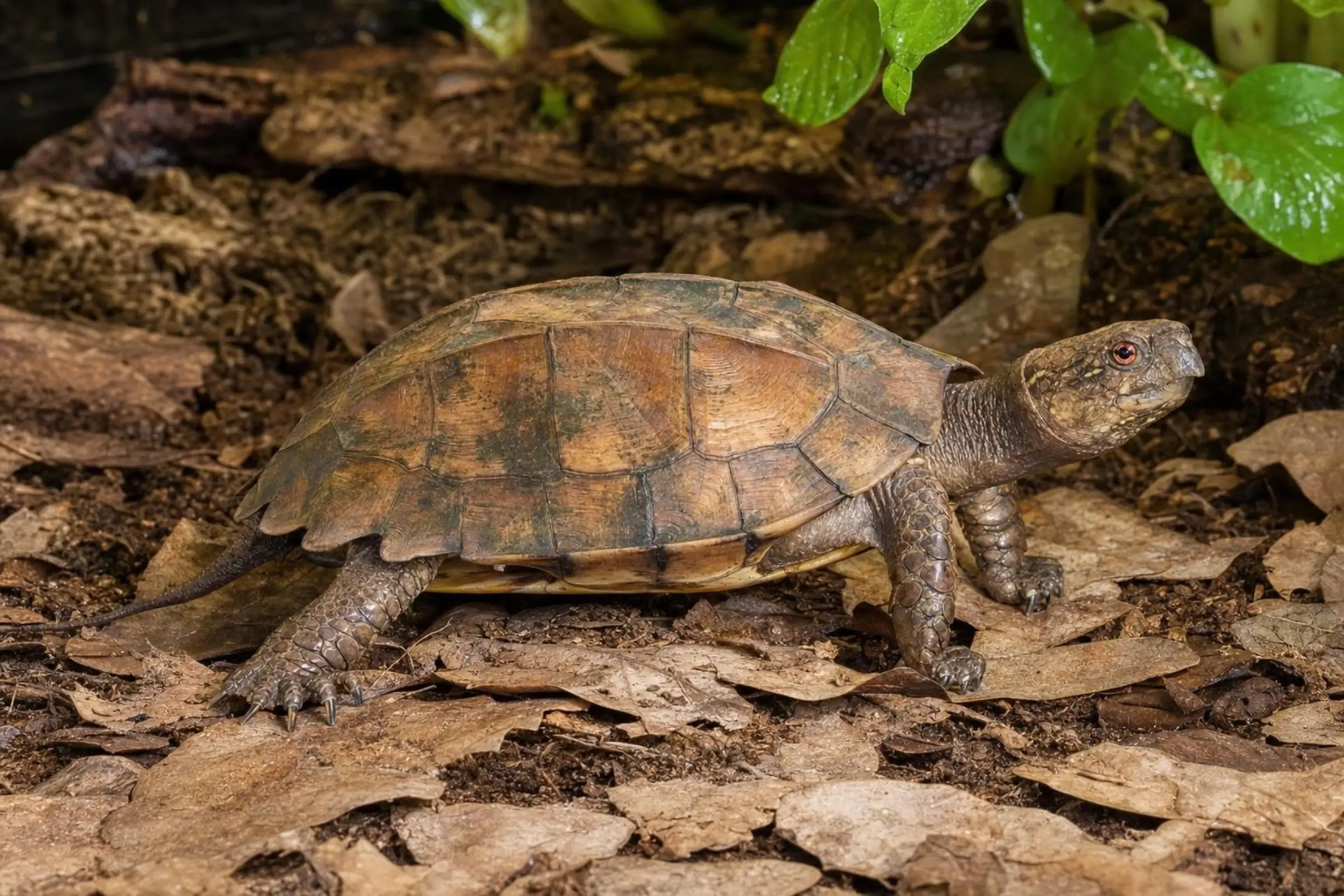 Dreikiel-Scharnierschildkröte, Pixidea mouhotii