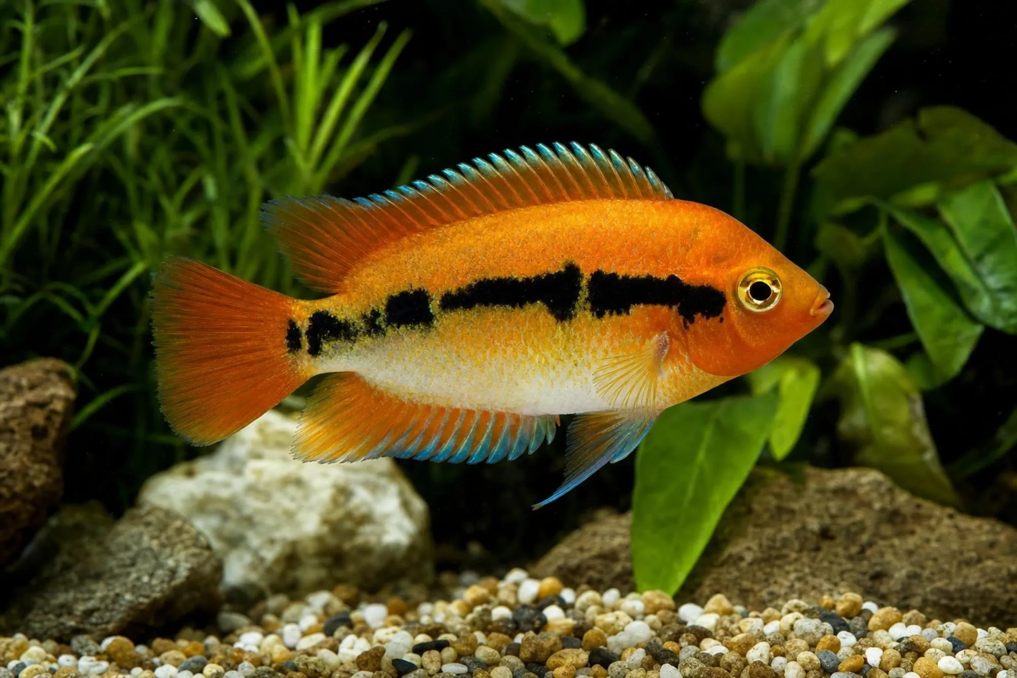 Regenbogencichlide „Orange“, Herotilapia multispinosa, ca. 6,0-7,0 cm