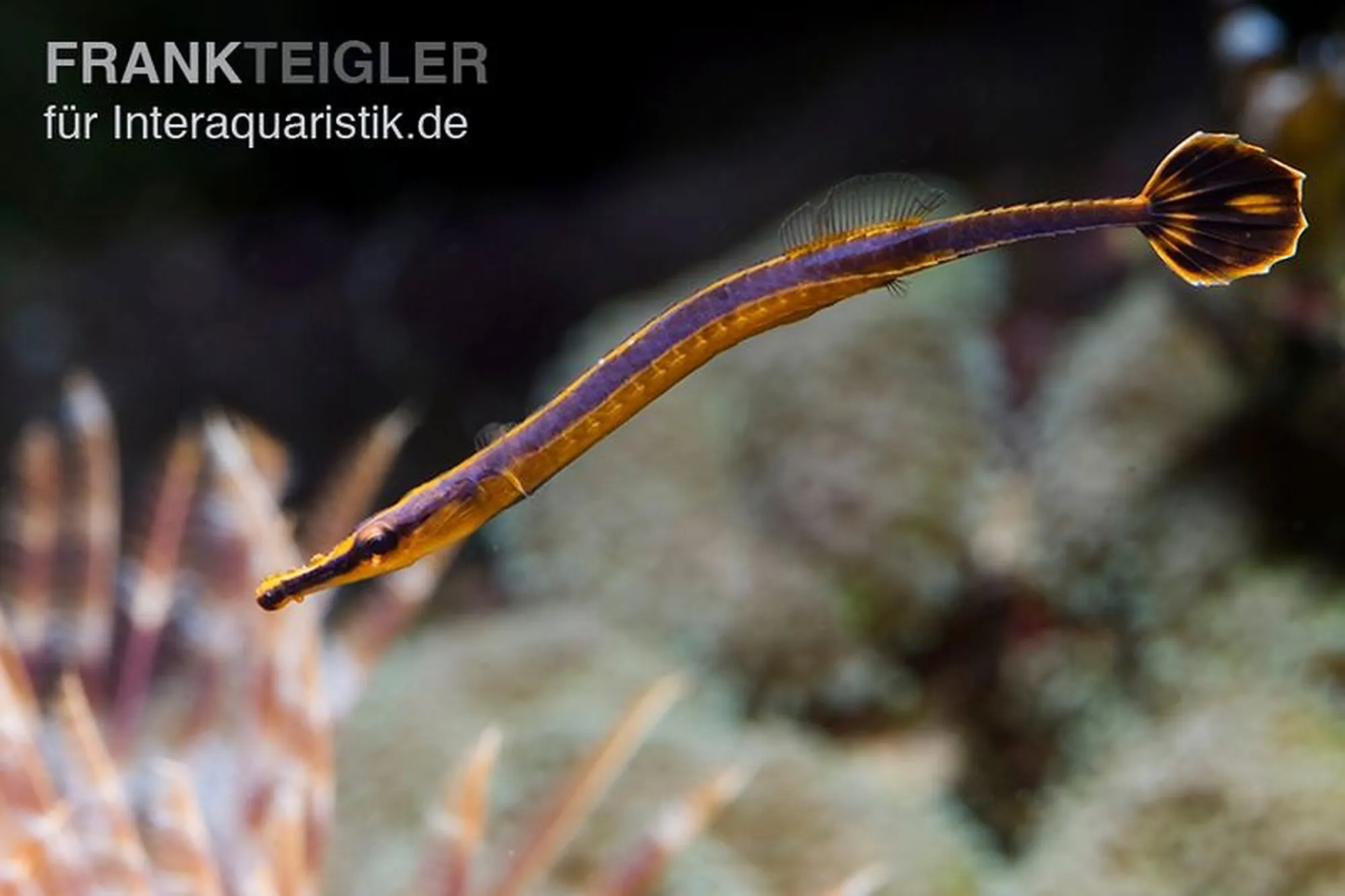 Blaustreifen-Seenadel, Doryrhamphus excisus
