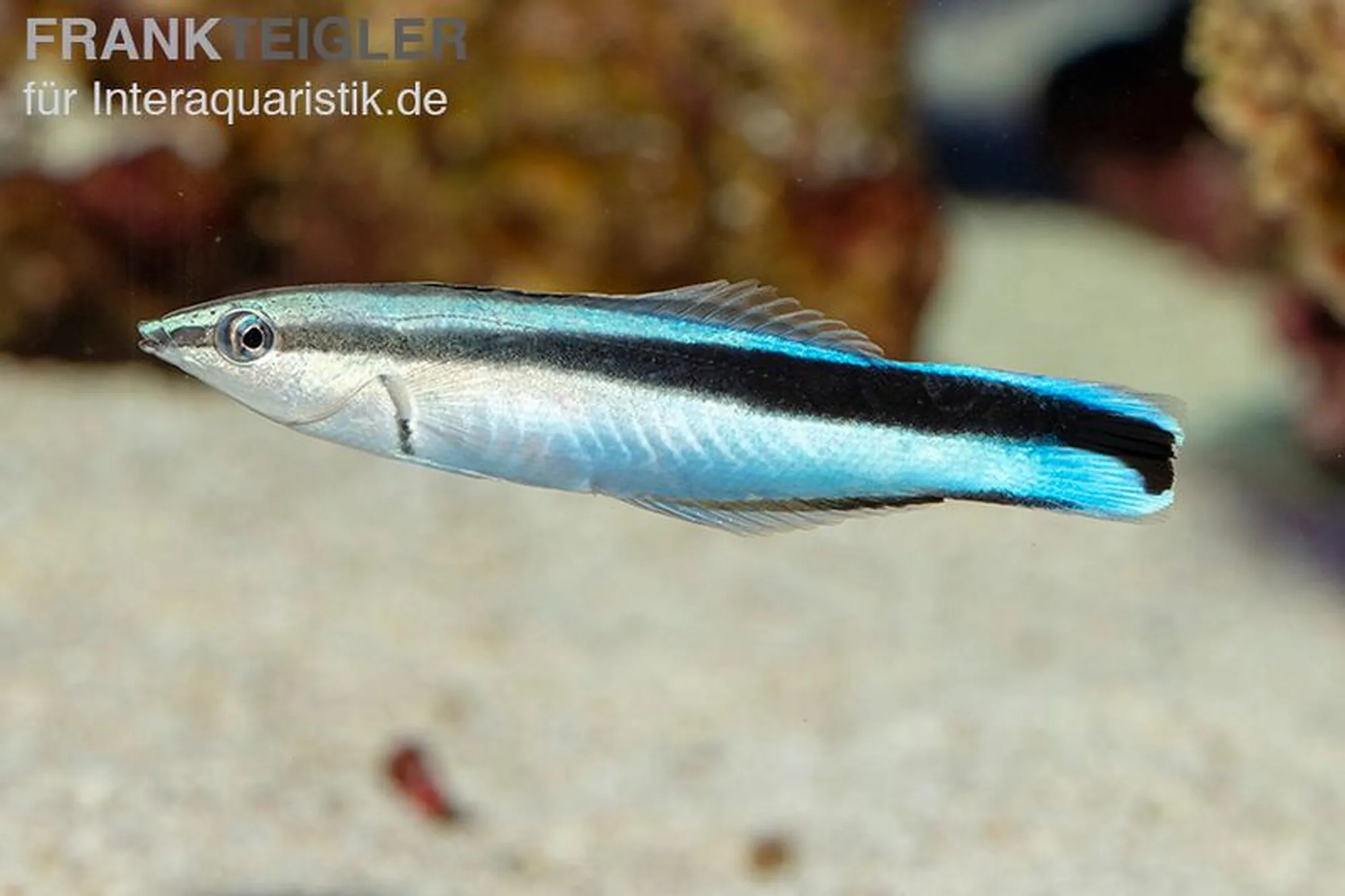 Gemeiner Putzerlippfisch, Labroides dimidiatus, ca. 4,0-5,0 cm