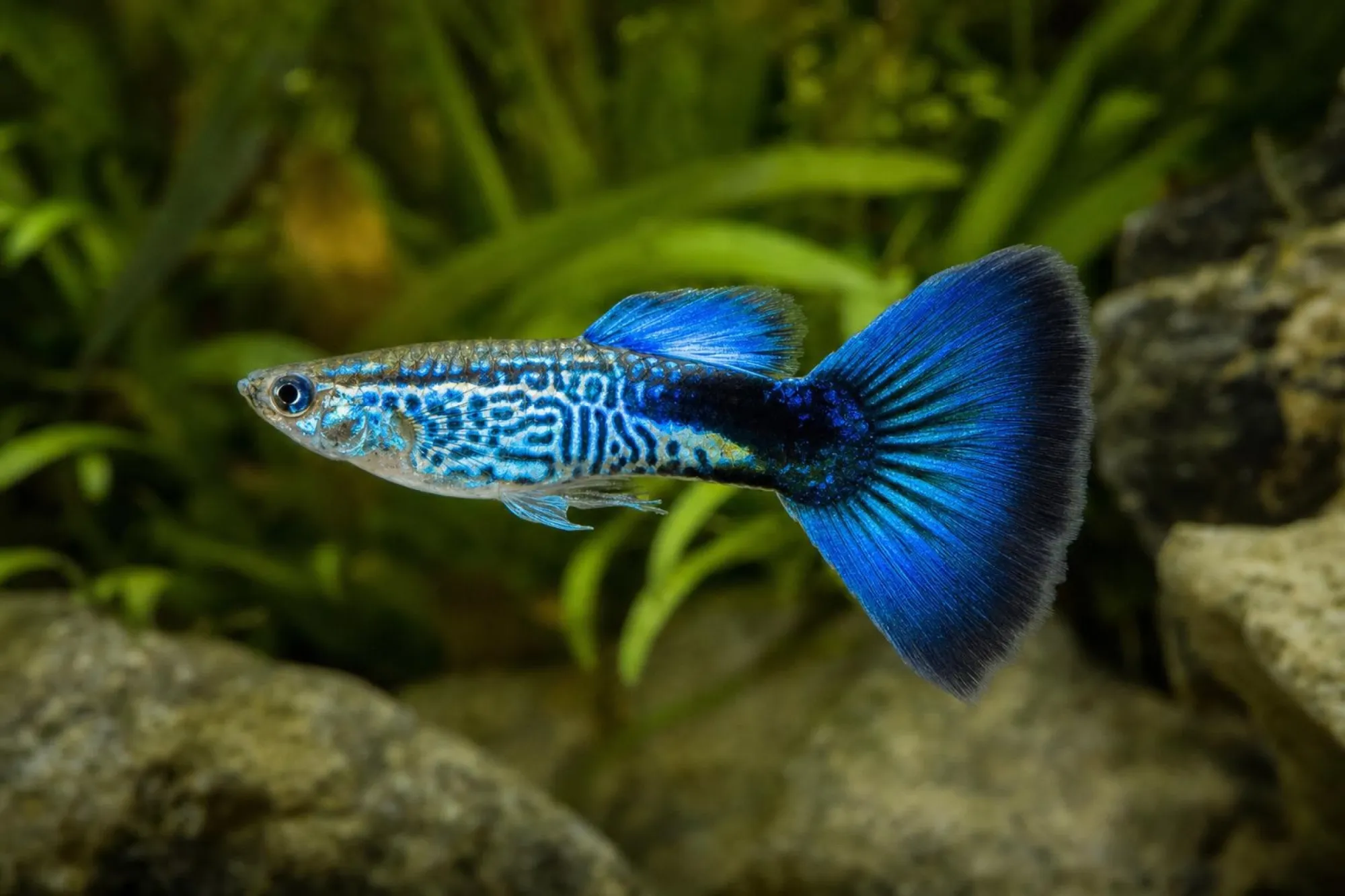 Blauer Cobra-Guppy, Männchen, Poecilia reticulata