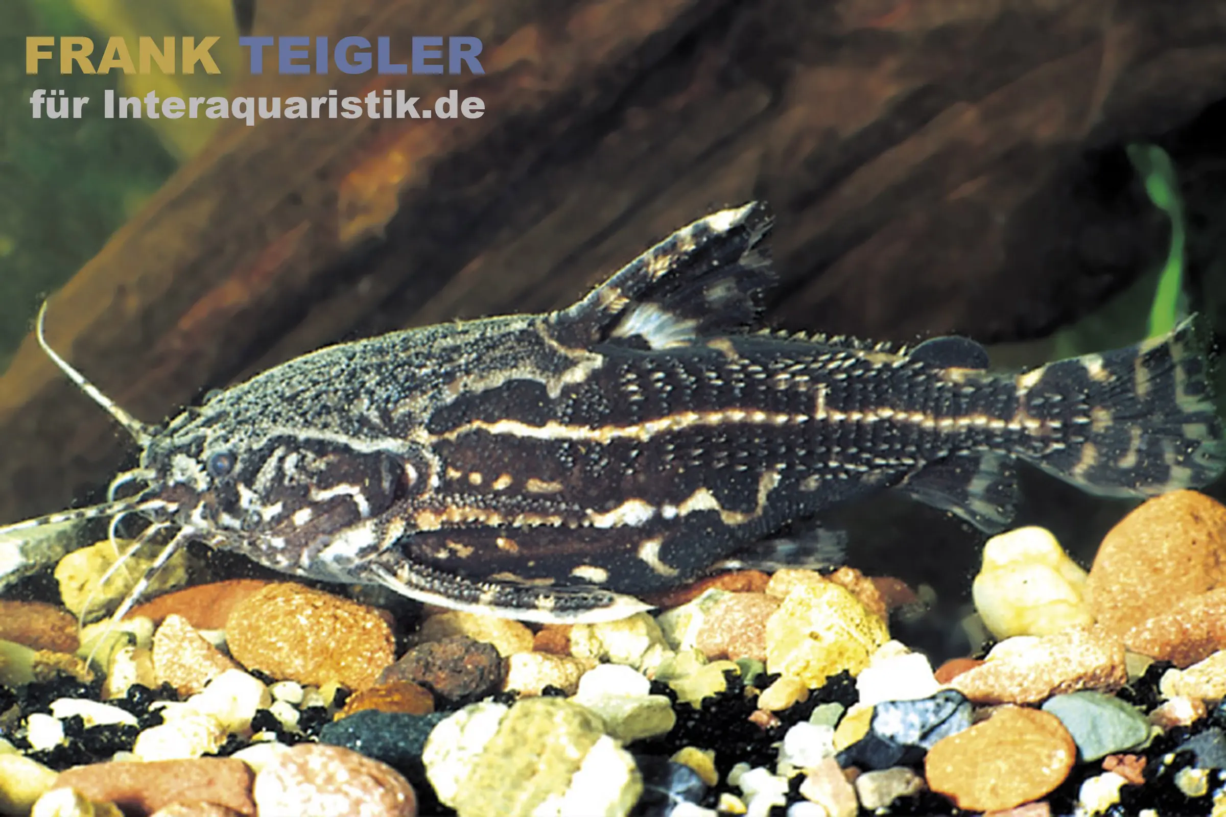 Sternenhimmel-Dornwels, Acanthodoras spinosissimus, 6-8 cm