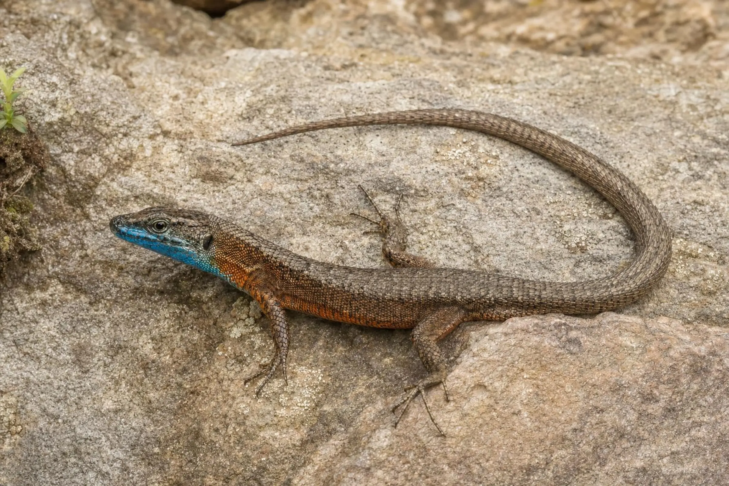 Pracht-Kieleidechse aus Nachzucht, Algyroides nigropunctatus