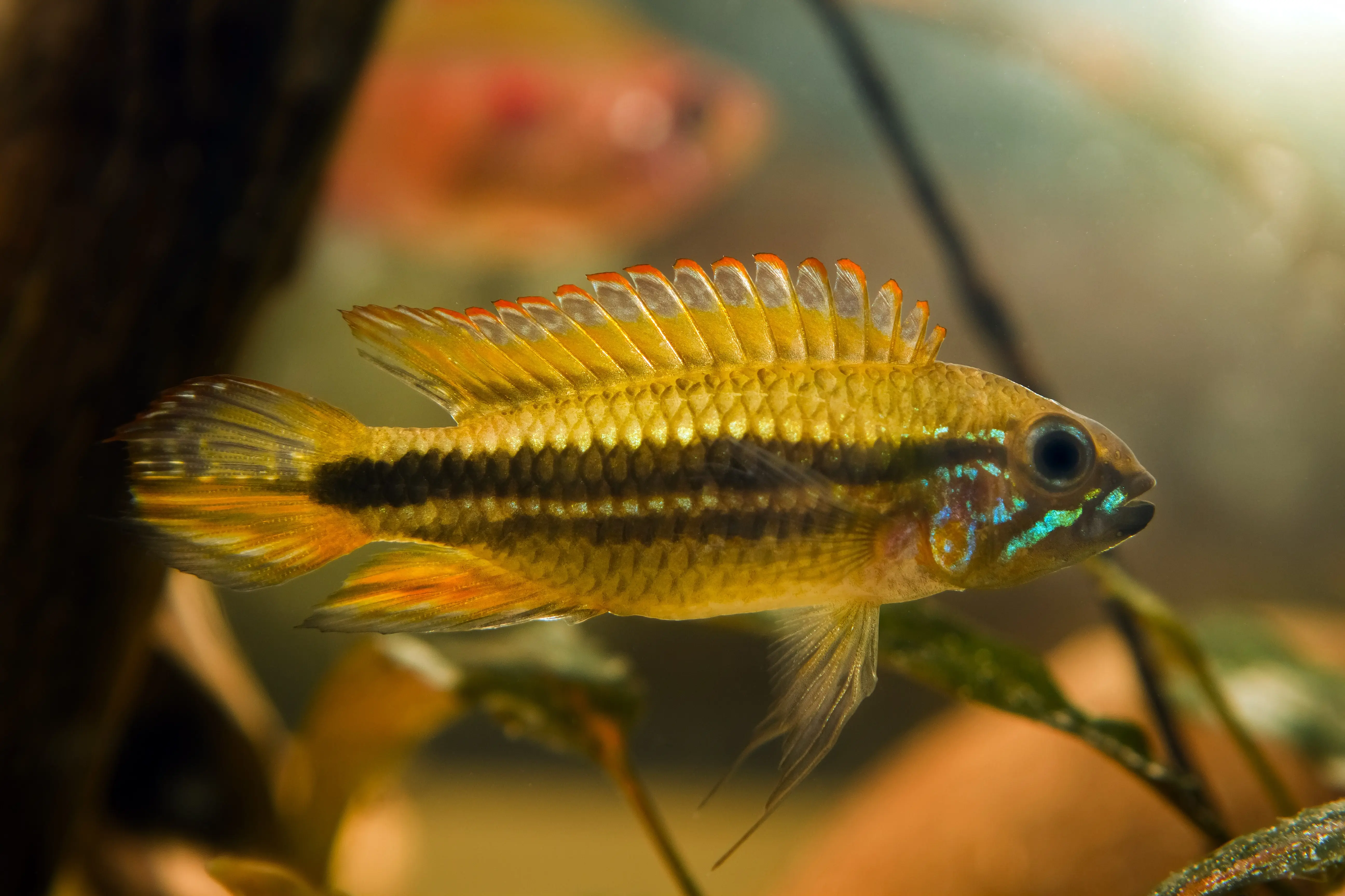 Mendez-Zwergbuntbarsch, Apistogramma mendezi, paarweise