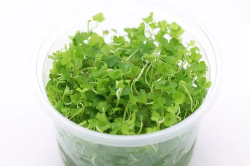 Japanischer Wassernabel, Hydrocotyle tripartita, im 250 ml Becher