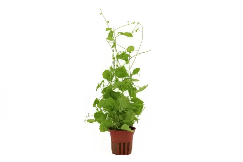 Japanisches Schaumkraut, Cardamine lyrata, im Topf (Auslaufartikel)