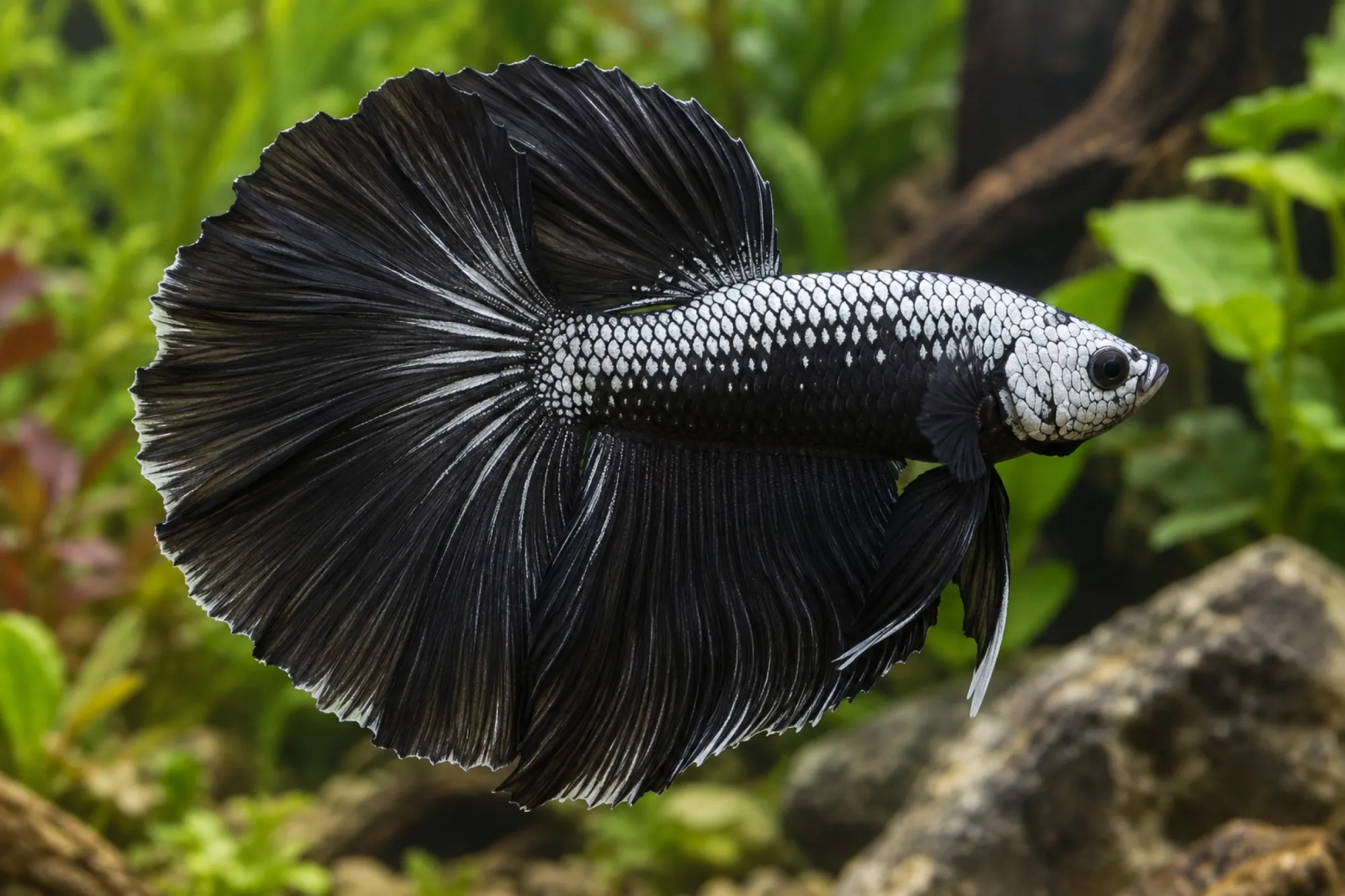 Siamesischer Kampffisch „Halfmoon Dragon Black“, Männchen, Betta splendens